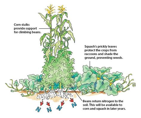 Beneficial companion planting | Garden Gate Permaculture Design Course, Garden Companion Planting, How To Make Compost, Backyard Garden Diy, Basil Plant, Corn Plant, Plant Help, Permaculture Gardening, Permaculture Design