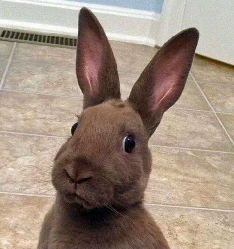 When your best friend gets back together with her boyfriend for the seventh time and swears that “this time is different.” | 21 Bunny Reactions For Everyday Situations Somebunny Loves You, When Your Best Friend, Fluffy Bunny, Funny Bunnies, Baby Bunnies, Hamsters, Funny Animal Pictures, Animal Memes, Cute Bunny