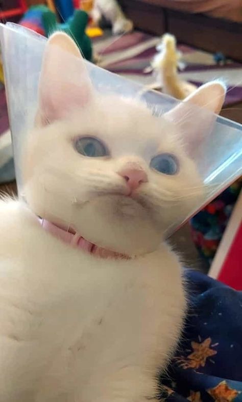 Aww 🐱🧶🐈🐈‍⬛ #cat #cats Cone Of Shame, Iq Test, Funny Cat Memes, Silly Cats, Image Macro, All About Cats, Animal Memes, Cute Funny Animals, Cat Photo