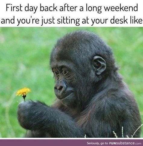 Meme of a monkey staring dumb at a yellow flower - captioned as how it feels to be back at your desk after a long weekend. Funny Text Pictures, Weekend Humor, Memes Humor, Work Memes, Text Pictures, Funny Text, E Card, Work Humor, Teacher Humor