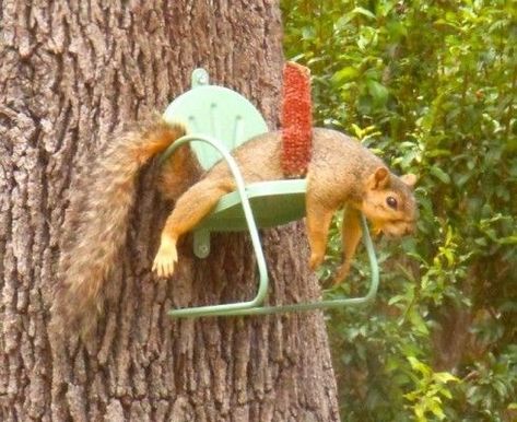 Squirrel Feeder Diy, Squirrel Feeders, Squirrel Pictures, Squirrel Feeder, Country Magazine, Squirrel Funny, Lawn Chair, Texas Country, Thanksgiving Meal