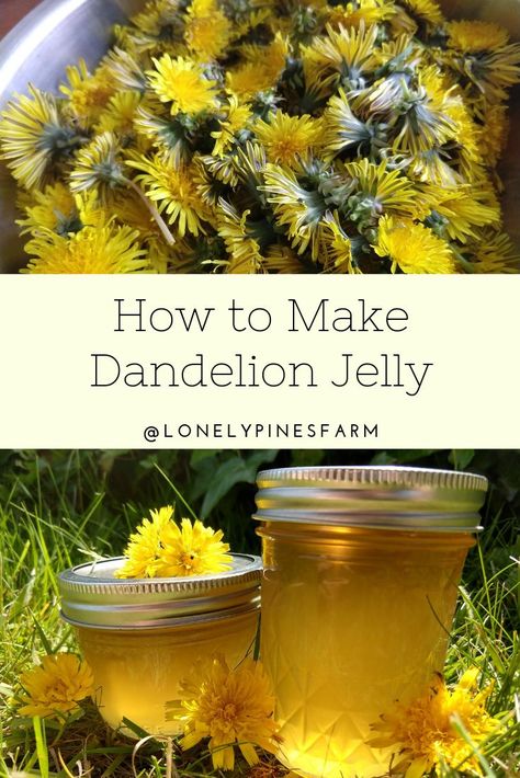 Dandelion Uses, Flower Jelly, Foraging Recipes, Dandelion Jelly, Foraged Food, Herbal Recipes, Jam And Jelly, Kampot, Jelly Recipes