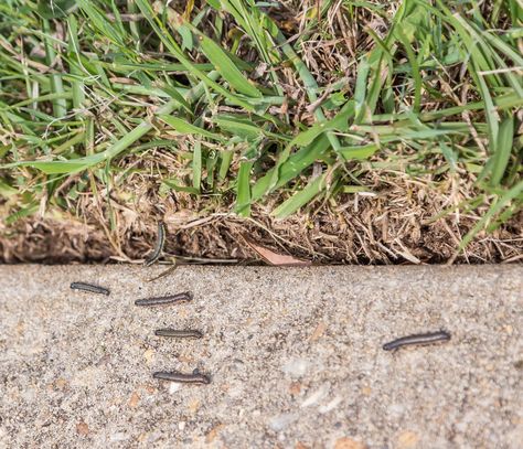 Alert: Army Worms Are Invading Birmingham Lawns Lawn Problems, Zoysia Grass, Tall Fescue, Lawn Pests, Bermuda Grass, Fire Ants, Cobbler Recipe, Green Pasture, Northeast Ohio