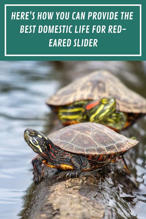 Red-eared slider turtles are hardy and relatively easy to care for, as long as you feed them the right food and procide them with the right environment. Learn here some tips on how to care for your pet turtle. #aquariumpet #redearedturtle #aquariumturtle Pet Turtle Care, Red Ear Turtle, Outdoor Tortoise Enclosure, Turtle Tank Setup, Aquarium Pets, Pond Habitat, Turtle Enclosure, Red Eared Slider Turtle, Turtle Aquarium