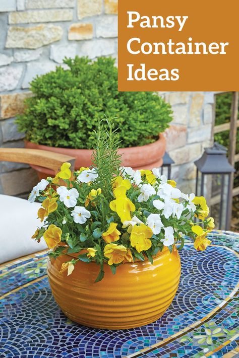 Pansies are perfect flowers for spring containers, check out 5 different planting ideas for pansies in pots to try this season. Pansy Pots Ideas, Violas Flowers Container, Panseys In Pots, Pansy Container Ideas, Pansy Flowers Pots, Pansy Planter Ideas, Pansies In Containers, Pansies In Pots, Spring Containers