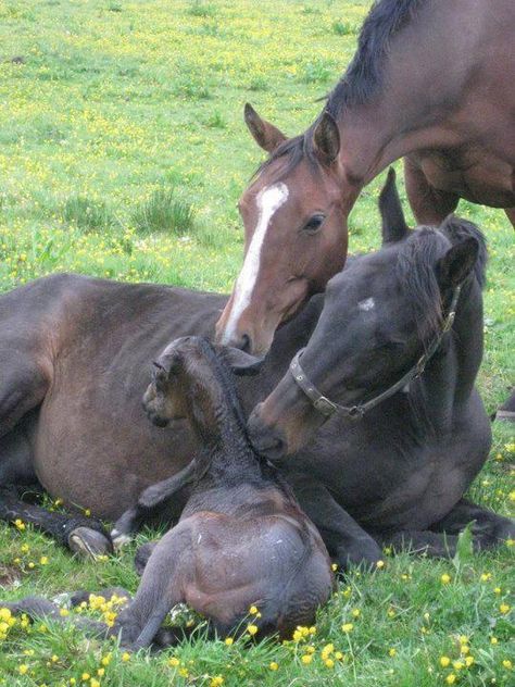 Welcome, little one. What an amazing moment. Baby Horses, Majestic Horse, All The Pretty Horses, Horse Crazy, Pretty Horses, Horse Pictures, Horse Love, Wild Horses, Zebras