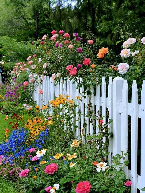 Dream garden | Beautiful wild flowers 💐 | Facebook Wild Flower Yard, Wild Flower Garden Ideas, Flower Cosmos, Wild Flower Garden, Front Yard Flowers, Flower Garden Ideas, Flower Yard, Garden Beautiful, Cosmos Flowers