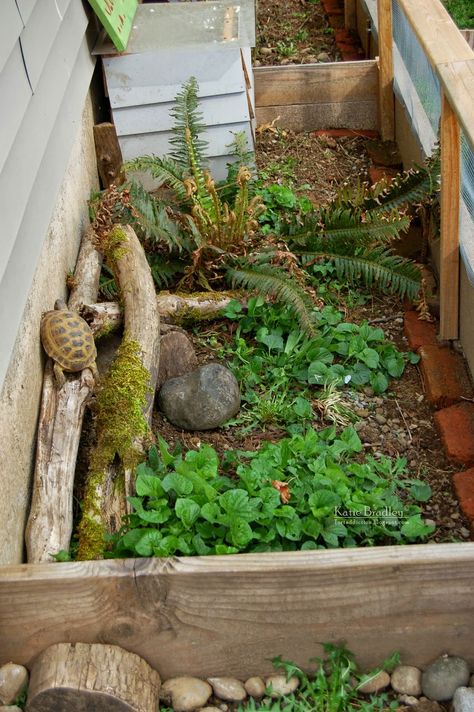 Tartaruga Habitat, Tortoise Run, Outdoor Tortoise Enclosure, Tortoise Cage, Turtle Enclosure, Russian Tortoise Diet, Tortoise Table, Turtle Homes, Tortoise House