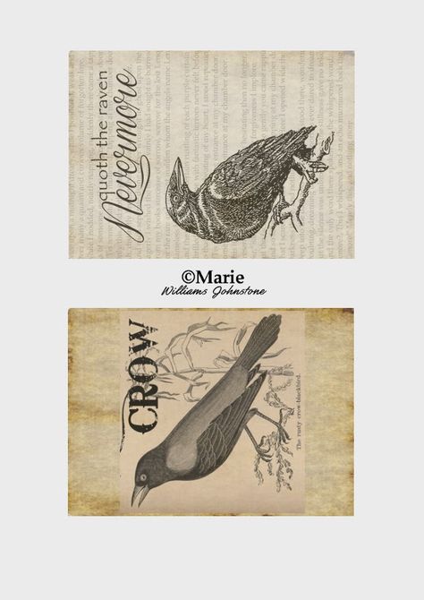 Crow And Raven, Vintage Halloween Prints, Raven Images, Crow Pictures, Make A Banner, Halloween Raven, Halloween Potion Bottles, Happy Halloween Banner, Creepy Vintage