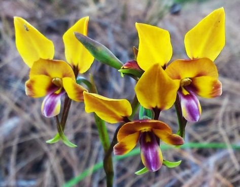 9 Must-See West Australian Orchids - Inspiration Outdoors Australian Wildflowers, Lovely Perfume, Australian Flowers, Different Species, Kings Park, Australian Flora, Elephant Ears, Wild Orchid, Flowering Plants