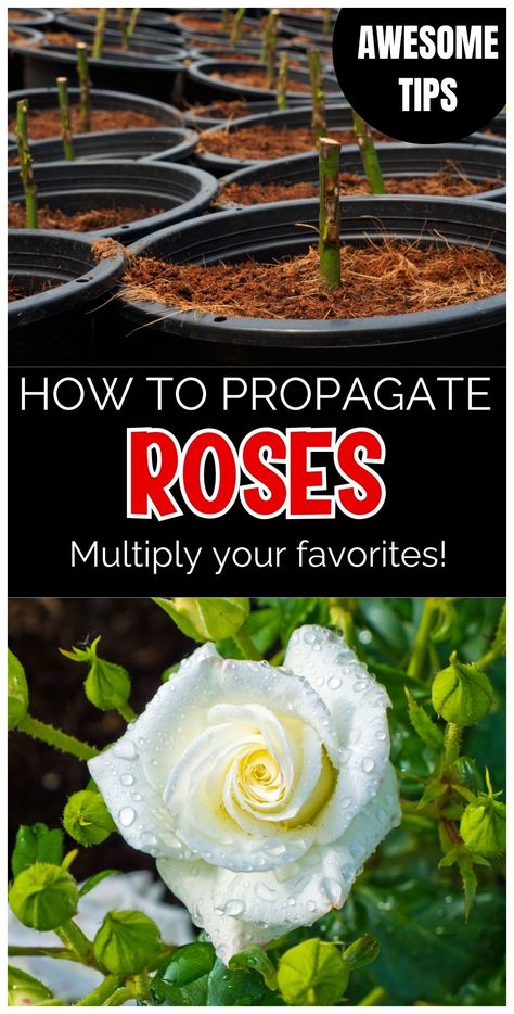 Explore the amazing process of cultivating roses from cuttings in this how to propagate roses guide.  Fun gardening project. Propagate Roses From Cuttings, Trim Rose Bushes, Propagate Roses, Roses From Cuttings, Propagate Rosemary, Roses Garden Care, Propagating Roses, Rose Plant Care, Knockout Roses