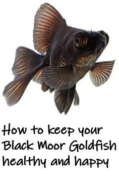 Black Moor Goldfish image, a black variety of Goldfish popular with Goldfish keepers because of its coloration. Black Moor Goldfish, Goldfish Care, Black Goldfish, Goldfish Types, Oranda Goldfish, Eye Structure, Protruding Eyes, Fancy Goldfish, Goldfish Tank