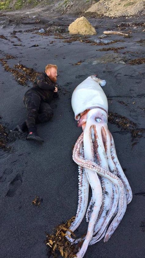 Another passerby who measured it said they got closer to 4.5 metres [16.4 feet].NZ giant squid Albino Hedgehog, Big Squid, Baby Platypus, Baby Squid, New Zealand Beach, Giant Squid, Big Teeth, Wellington New Zealand, Marine Ecosystem