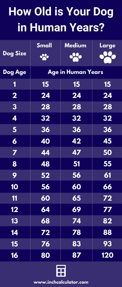 dog age chart showing the age of a dog in human years Dog Years To Human Years, Dog Age Chart, Age Calculator, Animal Pins, Dog Ages, Intresting Facts, Street Dogs, Dog Years, Dog Info