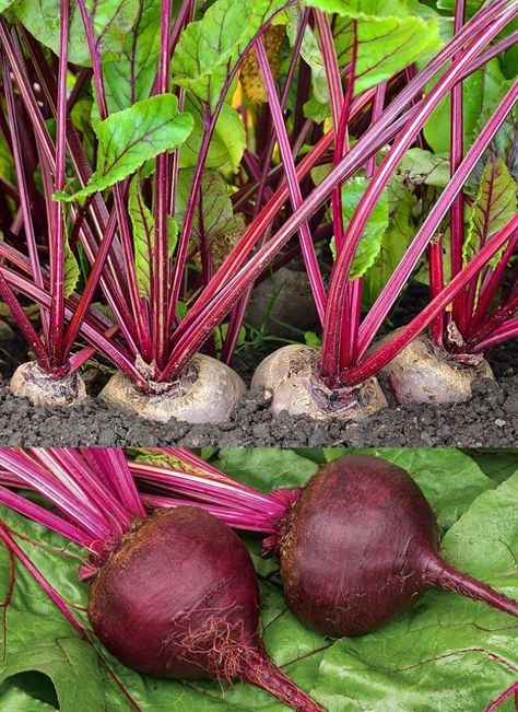 Planting and Growing Guide for Beetroot (Beta vulgaris), also known as beets, in home gardens Beetroot Plant, Beets Growing, Growing Beetroot, Plant Beets, Beet Plant, Growing Beets, Vegetable Planting Guide, Grow Long Nails, Harvest Garden