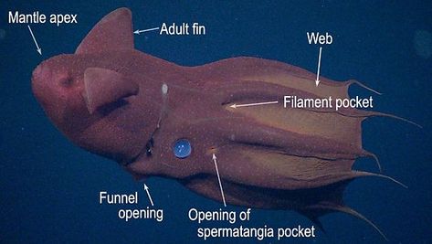 Vampyroteuthis infernalis Squid Anatomy, Vampire Octopus, Squid Oc, Greenland Shark, Vampire Squid, Deep Sea Creatures, Aquatic Animals, Natural Park, Marine Biology