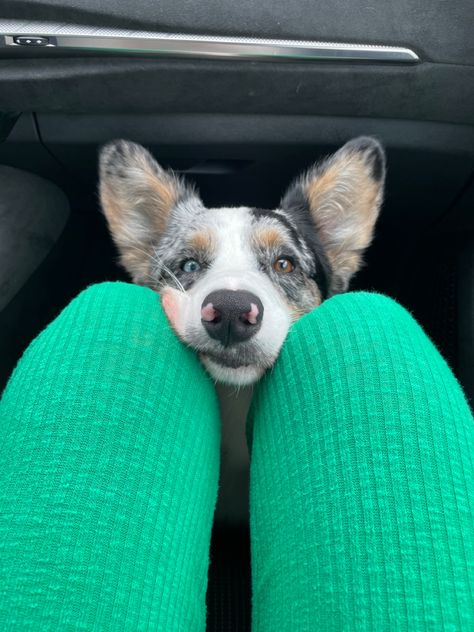 Un corgi cardigan carino. A cute corgi cardigan with eterochromie Welsh Corgi Cardigan, Dog Corgi, Cardigan Welsh Corgi, Blue Merle, Corgi Dog, Welsh Corgi, Puppy Dog, Dogs And Puppies, Puppies