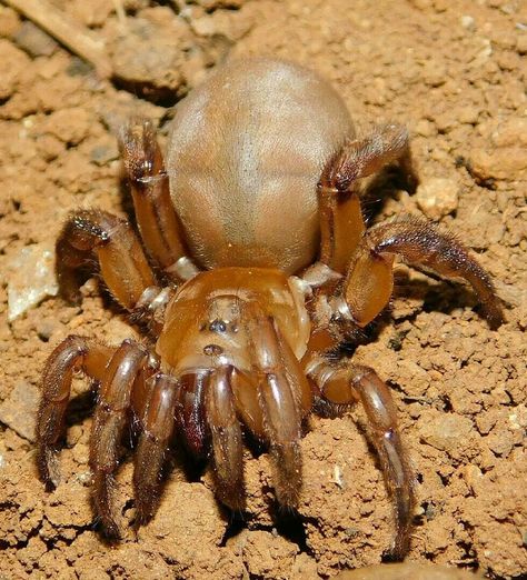 Trapdoor Spider, Weird Bugs, Dangerous Spiders, Spider Species, Creepy Animals, Insect Photography, Cool Bugs, Arthropods, Arachnids