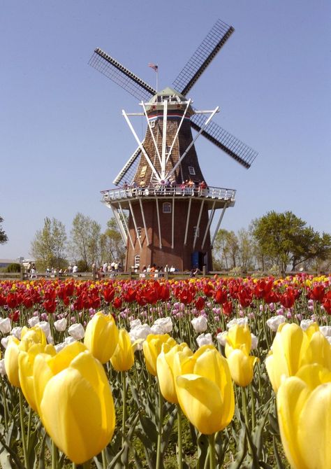 The De Zwaan windmill on Windmill Island was full of tourists while tulips swayed in the breeze in Holland. Dutch Windmill, Zaanse Schans, Dutch Windmills, Historic Places, Grand Rapids, Pumpkin Patch, The National, Holland, Tulips