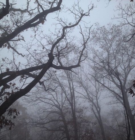 Gloomy Day, The Fog, In The Woods, Trees, Instagram