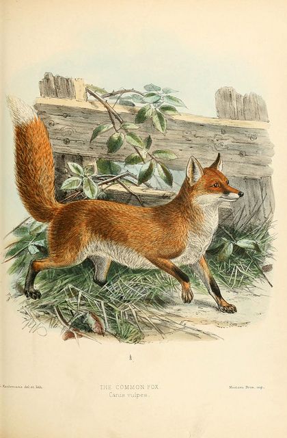 Fox Art Fox, Fantastic Mr Fox, Vintage Fox, Fox Illustration, The Donkey, Scientific Illustration, Fox Art, Arte Animal, Woodland Creatures