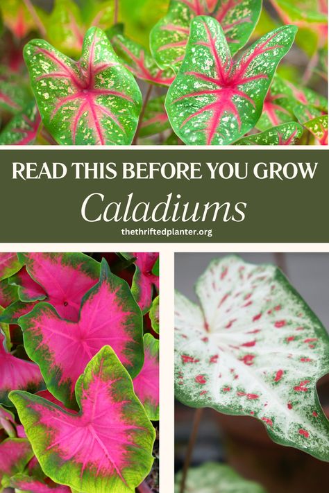 Caladiums can be tricky so read this before you get started! Are Caladiums Perrenials, White Caladiums In Pots, Caladiums In Pots Front Porches, Caladium Planter Ideas, Caladiums Landscaping, Caladium Container Ideas, Caladiums In Pots, Caladium Care, Pink Caladium