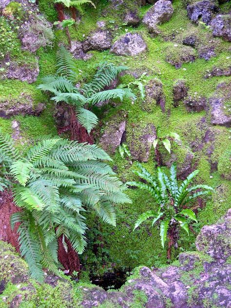 Fern Grotto, East Of The Sun, Halloween Ball, Vivarium, New Roads, Backyard Makeover, Garden Supplies, Vertical Garden, Dream Garden