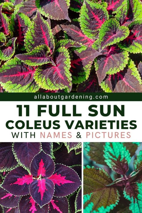 Sun Coleus, Full Sun Planters, Coleus Containers, Coleus Varieties, Full Sun Container Plants, Full Sun Flowers, Fall Container Gardens, Porch Plants, Patio Flowers