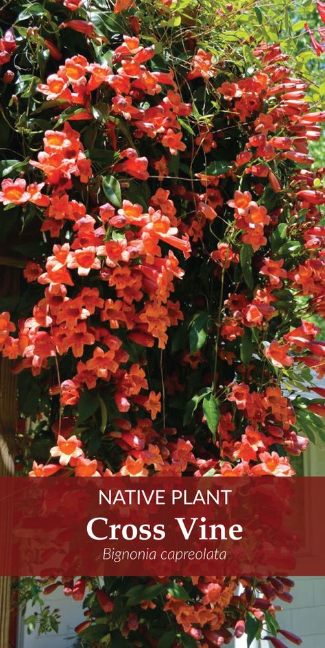 Cross Vine, Landscape Edging Stone, Climbing Plants Trellis, Blooming Perennials, Vine Trellis, Sun Landscape, Walkway Landscaping, Climbing Flowers, Garden Vines