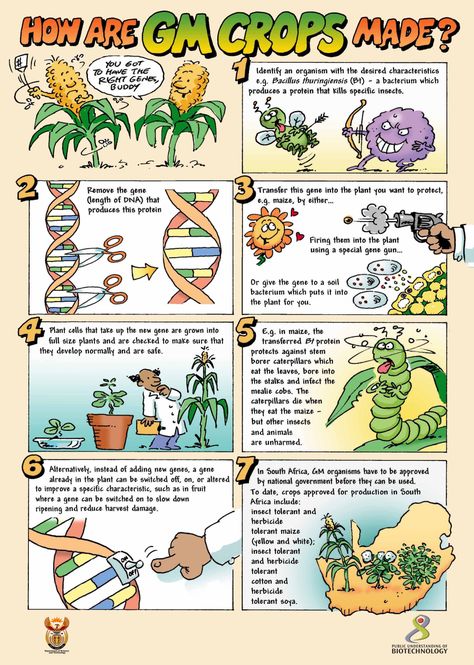 Method of growing GM Food Biotechnology Lessons, Pharmacy Career, Genetically Modified Organisms, Food Lessons, Biology Worksheet, Genetically Modified Food, Biology Classroom, Engineering Activities, Gmo Foods