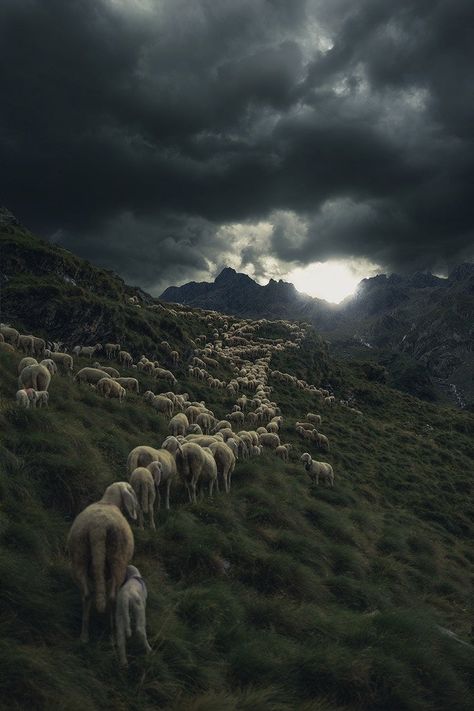 This Photo Zine Chronicles the Life of a Nomadic Shepherd Sheep Shepherd, Photo Zine, Italy Living, Sheep Farming, North Italy, Sheep Shearing, Mystical Places, Reportage Photography, Italian Alps