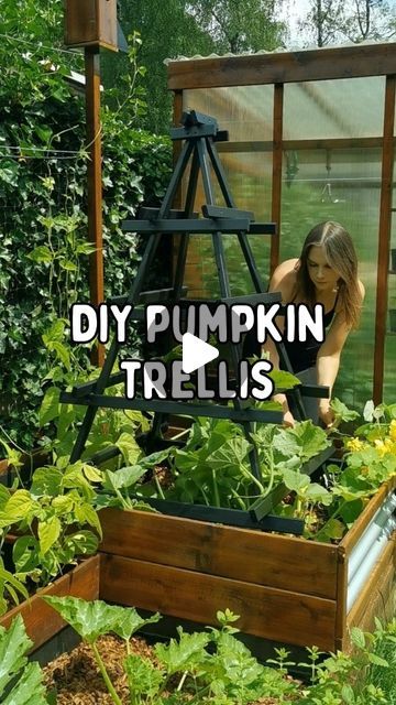 Pumpkin Vine Trellis, Pumpkin Trellis Ideas Diy, Pumpkin Growing Trellis, Pumpkins Trellis, Grow Pumpkins Vertically, Growing Pumpkins Vertically, Pumpkin Trellis Ideas, Growing Squash Vertically, Tower Garden Diy