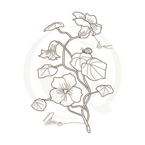 Nasturtium Flower Drawing, Nasturtium Tattoo Black And White, Nasturtium Flower Tattoo, Nasturtium Drawing, Nasturtium Illustration, Nasturtium Tattoo, Watercolor Templates, Letter Flowers, Flowers Drawing