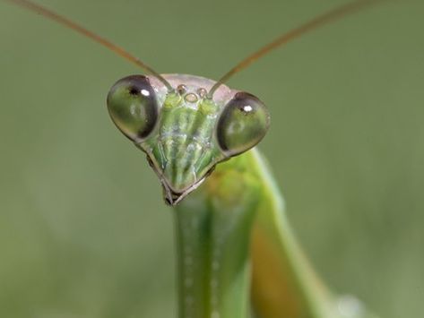 Pet Your Praying Mantis | Looking for an unusual pet? One that doesn't bark, shed, need shots or a litter box, and will look you straight in the eye with obvious a... Pray Mantis, Creative Gardening Ideas, Mantis Tattoo, Pattern Reference, Insect Photos, Southern Living Magazine, Insect Hotel, New Product Development, Praying Mantis