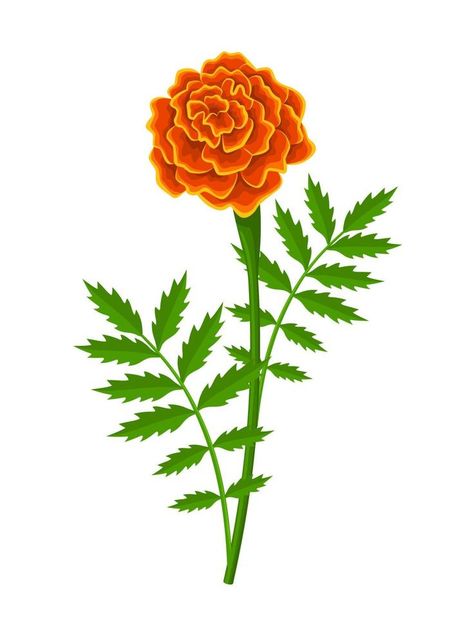 Vector illustration, french marigold flower, with green leaves, isolated on white background. French Marigold Flower, Marigold Vector, Marigold Flower Drawing, Marigold Illustration, Quilt Banner, Marigold Leaves, French Marigold, Plants Drawing, Plant Cartoon