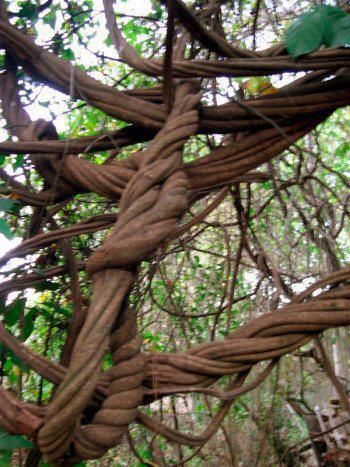 beautiful twisted branches. Don't know where this was taken. Psychoactive Plants, Sacred Plant, Cusco Peru, Unique Trees, Tree Hugger, Visionary Art, Medicinal Plants, Beautiful Tree, Botany