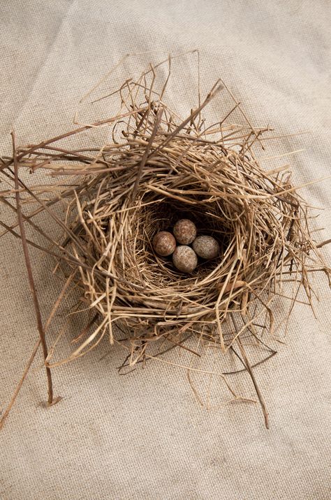 Nest. Birds Nest Photography, Bird Nest Aesthetic, Bird Nest Photography, Nest Aesthetic, Nest Photography, Bird Nests Art, Nest Images, Bird Nest Painting, Bird Nest Craft