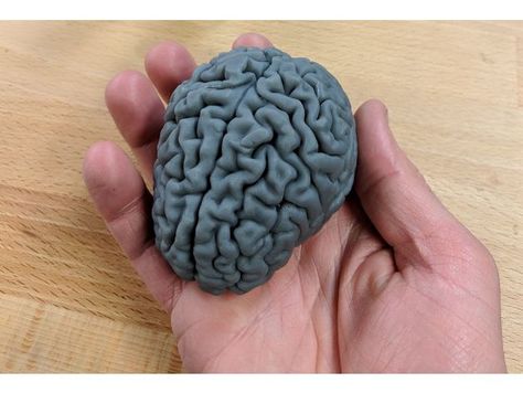 Brain Pottery, Clay Brain, Brain Sculpture, Clay Brain Model, Brain Ceramic, Ceramic Brain Sculpture, Cool 3d Prints, Brain Puzzles, 3d Printer Projects