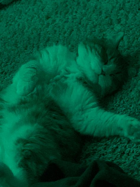 Green Cat Pfp, Blueish Green Aesthetic, Cat Lead, Green Led Lights, Blueish Green, Cat Pfp, Green Cat, Mary Sue, Ginger Cat