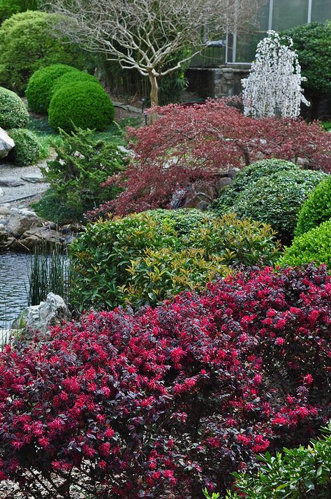 Loropetalum chinense 'Chang Nian Hong' Loropetalum Chinense, Nursery Trees, Attached Pergola, Companion Gardening, Garden Sanctuary, Jazz Hands, Green News, Retractable Pergola, Topiary Garden