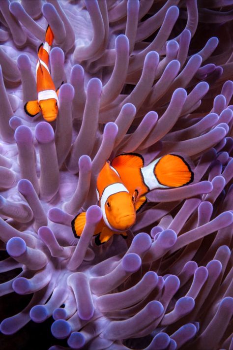 Clownfish And Sea Anemone, Pretty Fish, Brine Shrimp, Frozen Foods, Clownfish, Food Scraps, Marine Fish, Symbiotic Relationships, Hiding Spots