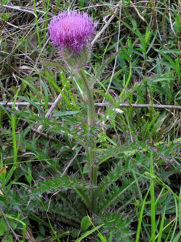 Texas Thistle, Bull Thistle, Medicinal Wild Plants, Wild Foraging, Edible Wild Plants, Plant Fungus, Witch Garden, Future Farms, Gardening Techniques