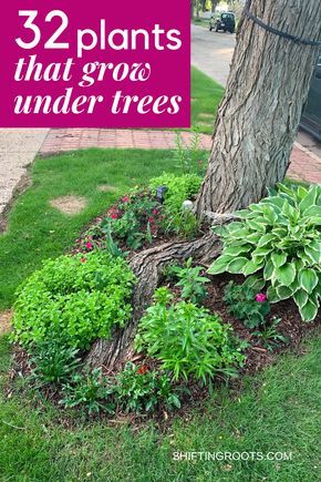 Trying to landscape a flower bed in your front yard underneath a tree and have no idea what to plant? It's not as hopeless as it seems. Here are 32 ideas of the best flowers, bushes, and ground cover you can grow. Shade Loving Flowers, Plants Under Trees, Landscaping Around Trees, Shade Garden Plants, Plants Growing, Starting A Garden, Garden Yard Ideas, Front Yard Garden, Ideas Garden