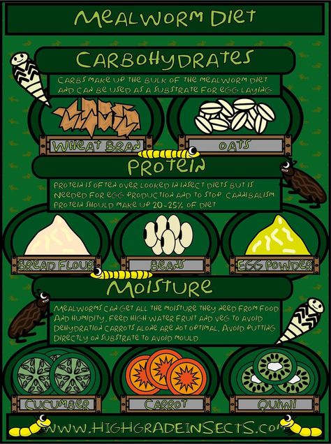 Diet Infographic, Mealworm Farm, Bearded Dragon Diet, Meal Worms, No Bread Diet, Egg Production, Worm Farm, Egg Laying, Bread Flour