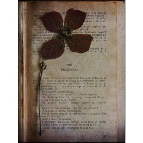 Pressed Flowers In Books, Flower Collection Book, Dried Flowers In Books, Old Books Aesthetic, Dried Flowers Aesthetic, Press Flowers, Pressing Flowers, Eternal Flowers, Dead Flowers