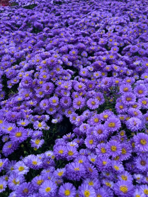 Aster Flowers, Gerbera Flower, Violet Aesthetic, Purple Flowers Wallpaper, Family Flowers, Aster Flower, Lavender Aesthetic, Purple Bouquet, Purple Daisy