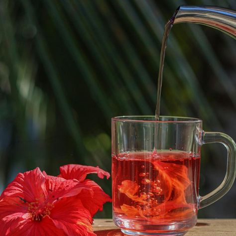 🌺 Did you know? Hibiscus tea, whether hot or cold, is a health powerhouse! Not only does it look stunning and taste delicious, but it's packed with antioxidants, Vitamin C, and immune-boosting goodness. Sip your way to heart health by lowering cholesterol and blood pressure, while relishing in its delightful taste and beauty. 🫖✨ Remember to do your research, but this summer, let's toast to wellness with every sip of hibiscus goodness! 💖 #HibiscusHealth #ImmuneBoost #HeartHealth" ...... ✨✨Hen... Lowering Cholesterol, Hibiscus Tea, Lower Cholesterol, Heart Health, Immune Boosting, Blood Pressure, Vitamin C, Hen, Hibiscus