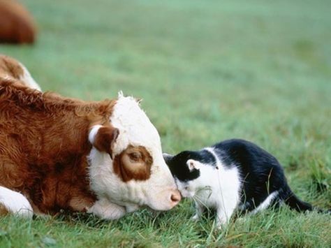 awww so precious :) & I've seen this at my barn before Cow Cat, Unlikely Friends, Animals Friendship, About Animals, A Cow, Vegan Life, Animal Rights, Crazy Cat Lady, Animals Friends