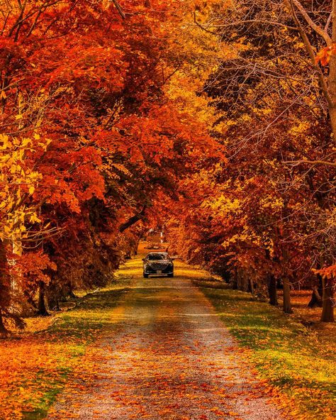 Catch the fall colours on any of these scenic drives Permanent Vacation, Nature Music, Autumn Scenes, Autumn Scenery, Cabin In The Woods, Autumn Vibes, Autumn Cozy, Autumn Aesthetic, Autumn Photography