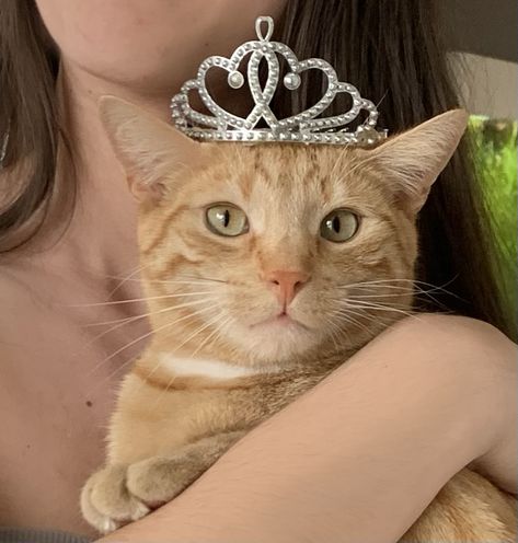 Cats With Crowns, Adorable Cats Aesthetic, Cat With A Crown, Rich Cat, Cat Crown, Wallpaper Gatos, Money Cat, Diamond Cat, Cat Profile